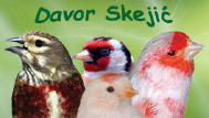 www.skejic-davor-ptice.iz.hr