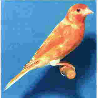 Satinette Canary